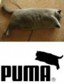 /album/zvierata/puma-jpg/